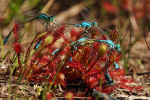 Kleine zonnedauw (Drosera intermedia) met 6 juffers, Loofles